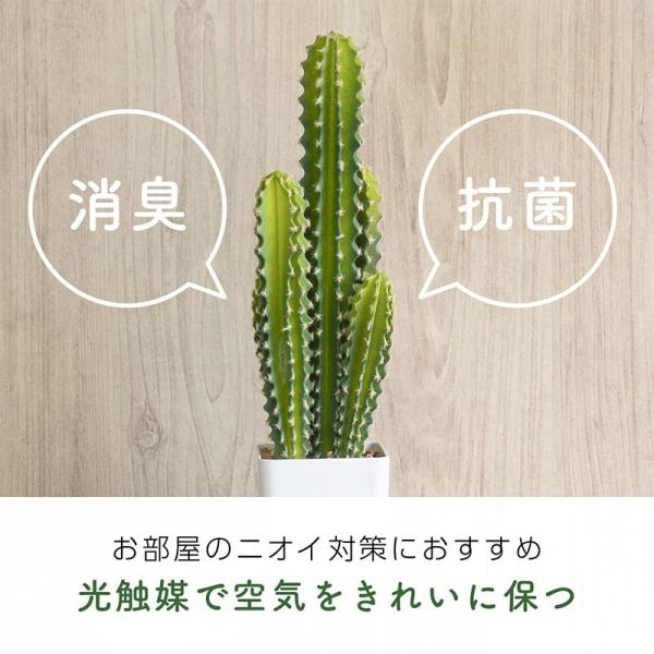 送料無料 観葉植物 光触媒 フェイク おしゃれ 花 造花 鉢 フェイクグリーン 多肉植物 サボテン 大型 約60cm 消臭 抗菌 置物 卓上 Buyee Buyee Japanese Proxy Service Buy From Japan Bot Online