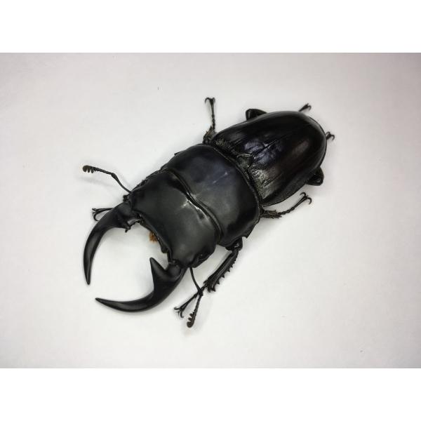 クルビデンスssp ババクルビ Cur01 昆虫ショップ Ghost 通販 Yahoo ショッピング