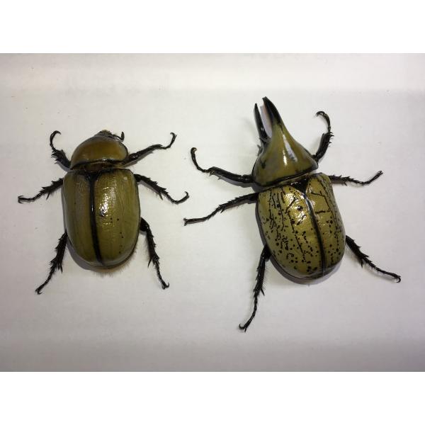 ティティウスシロカブト 3令幼虫ペア Buyee Buyee Japanischer Proxy Service Kaufen Sie Aus Japan