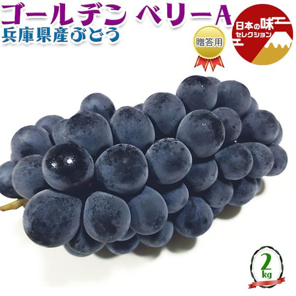 ぶどう 兵庫県産 ゴールデン ベリーA 贈答用 1箱 2kg JAの正規品 葡萄 黒ぶどう クール便 果物 フルーツ プレゼント お中元 ギフト