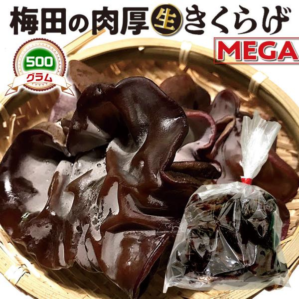 ■商品名：　国産　MEGA　生きくらげ　500g｜梅田の 肉厚 きくらげ　家庭用　大阪梅田産　1袋 (500グラム) 品種：あらげ　きくらげ(荒毛木耳)　送料無料■お届けの目安：　土日祝を除く5〜15日の順次出荷■内容量：　1袋　MEGA（...