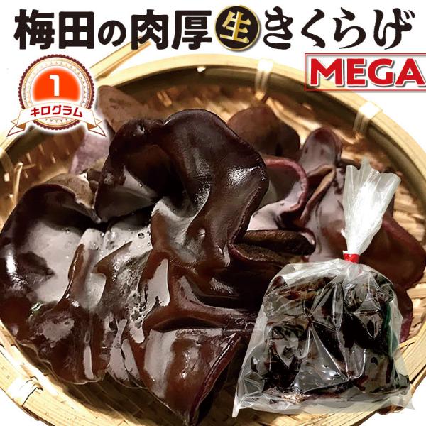 ■商品名：国産　MEGA　生きくらげ　1kg (500×2袋)｜梅田の 肉厚 きくらげ　家庭用　大阪梅田産　1袋 (500グラム×2袋) 品種：あらげ　きくらげ(荒毛木耳)　送料無料■お届けの目安：　土日祝を除く5〜15日の順次出荷■内容量...