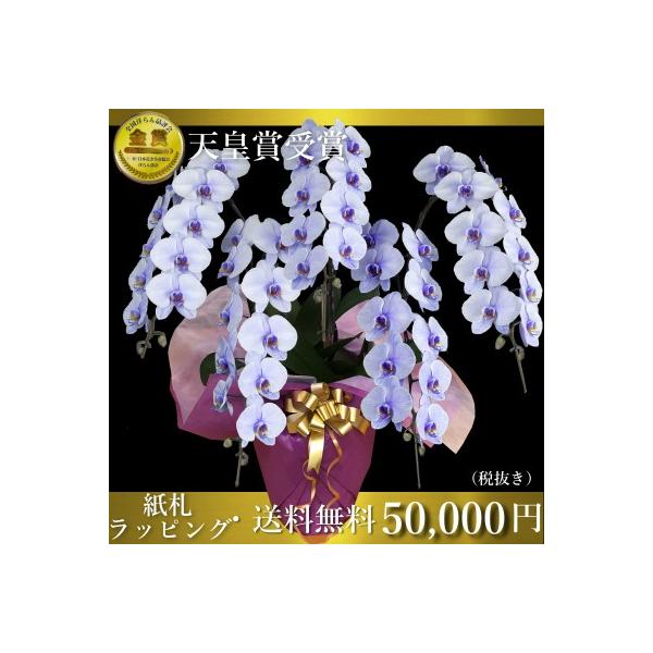 パープルエレガンス胡蝶蘭5本立ち変わり紫胡蝶蘭パープル胡蝶蘭3本立ち 胡蝶蘭鉢花胡蝶蘭5本立ち 開店祝い 還暦祝い お祝い 胡蝶蘭生花3本立ち 胡蝶蘭