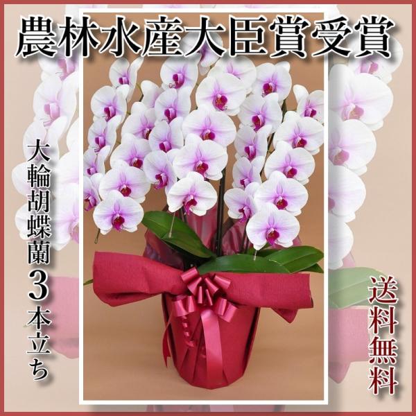 胡蝶蘭3本立27輪 33輪 蕾含む 3本立ち 大輪 3本立ち 送料無料 開店祝い ミディ コサージュ 大輪 ミニ 敬老 ギフト 記念日 赤白 竣工式落成式 Www Iit Gov Ae Index Php