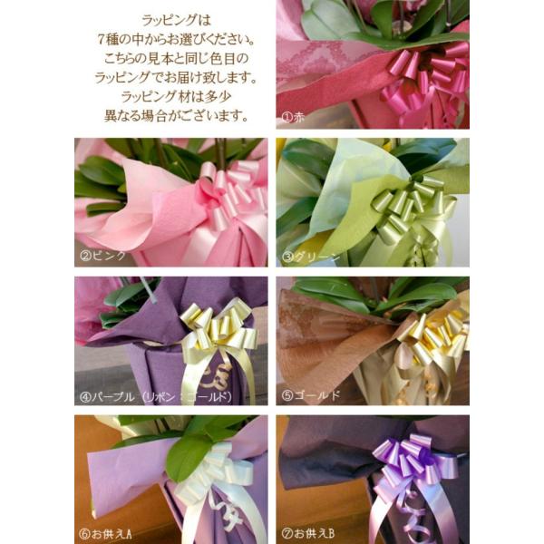 胡蝶蘭3本立33輪 36輪 蕾含む ピンク 紫 胡蝶蘭3本立ち 胡蝶蘭 コチョウラン 胡蝶蘭3本立ち大輪 開店祝い 還暦祝い お祝い 胡蝶蘭3本立ち 胡 Buyee Buyee 提供一站式最全面最專業現地yahoo Japan拍賣代bid代拍代購服務