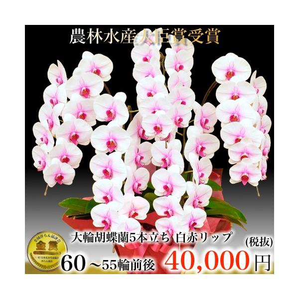 店舗良い人気殺到 胡蝶蘭5本立ち 胡蝶蘭 コチョウラン 胡蝶蘭大輪5本立ち 送料無料 胡蝶蘭お祝い 胡蝶蘭 開店祝い 胡蝶蘭 胡蝶蘭大輪 胡蝶蘭 開店祝い