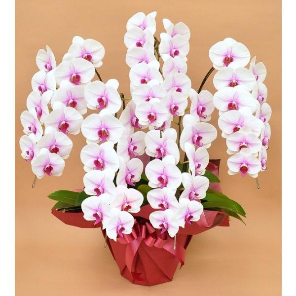 未使用品 胡蝶蘭5本立ち 胡蝶蘭 コチョウラン 胡蝶蘭大輪5本立ち 送料無料 胡蝶蘭お祝い 胡蝶蘭 開店祝い 胡蝶蘭 胡蝶蘭大輪 胡蝶蘭開店祝い