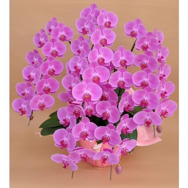 未使用品 胡蝶蘭5本立ち 胡蝶蘭 コチョウラン 胡蝶蘭大輪5本立ち 送料無料 胡蝶蘭お祝い 胡蝶蘭 開店祝い 胡蝶蘭 胡蝶蘭大輪 胡蝶蘭開店祝い