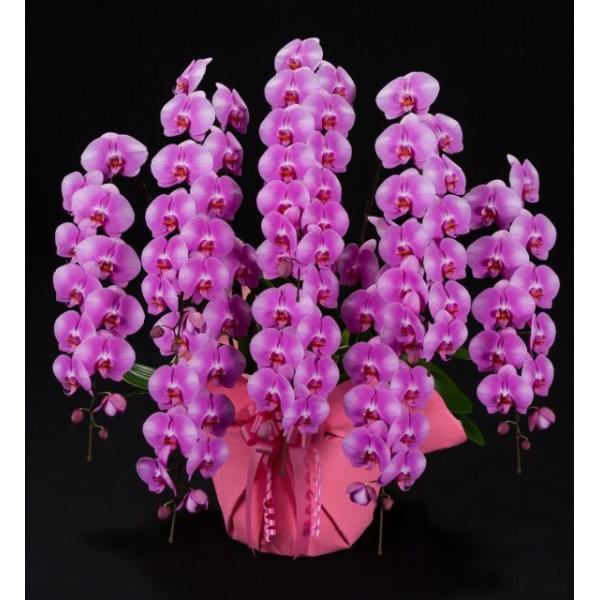 結婚祝い 全商品オープニング価格特別価格 胡蝶蘭8本立ち 胡蝶蘭 コチョウラン 胡蝶蘭8本立ち大輪 開店祝い 還暦祝い 8本立ち 胡蝶蘭 お祝い 胡蝶蘭 8本立ち 胡蝶蘭 鉢花 送料無料 お祝い花 開店祝い お祝い花