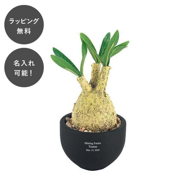 名入れ CT触媒コーデックス グラキリス 観葉植物 人工観葉植物