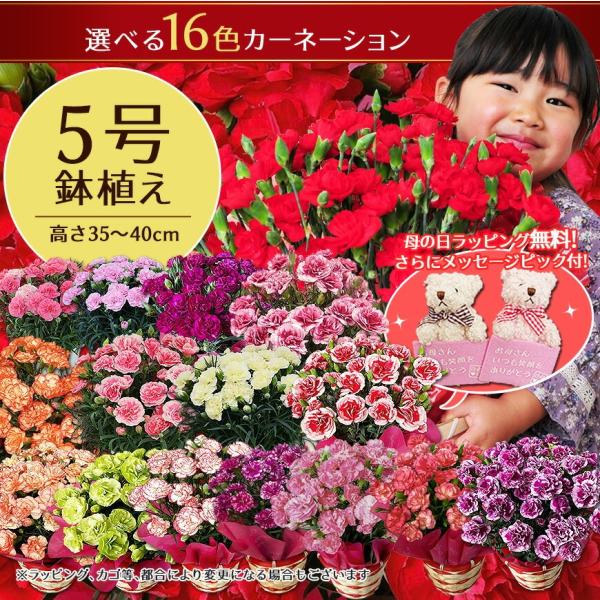 母の日　ベア　131体　カード　ピック　など gifuryokuen-store_10000432