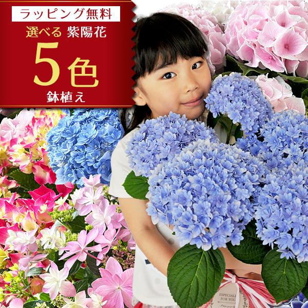 早割 あじさい アジサイ 8色から選べる 紫陽花 母の日プレゼント 5号サイズ 鉢植え ハイドランジア レッド ピンク パープル ブルー ホワイト 鉢花 ギフト