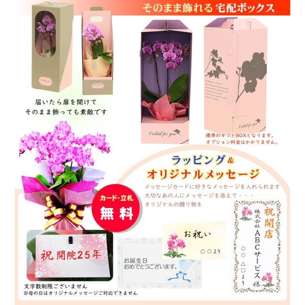 胡蝶蘭 父の日 ギフト 10号鉢 10本立 10本立 ライトピンクラッピング メッセージ無料花のプレゼント 鉢植え 生花 鉢植え 開店祝いに 母の日 父の日 敬老の日 ギンガイチマーケット