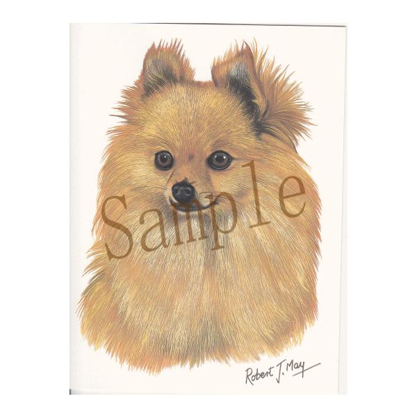 グリーティングカード ポメラニアン 輸入雑貨 犬雑貨 犬グッズ Conv Cards65 犬雑貨専門店 銀屋 通販 Yahoo ショッピング
