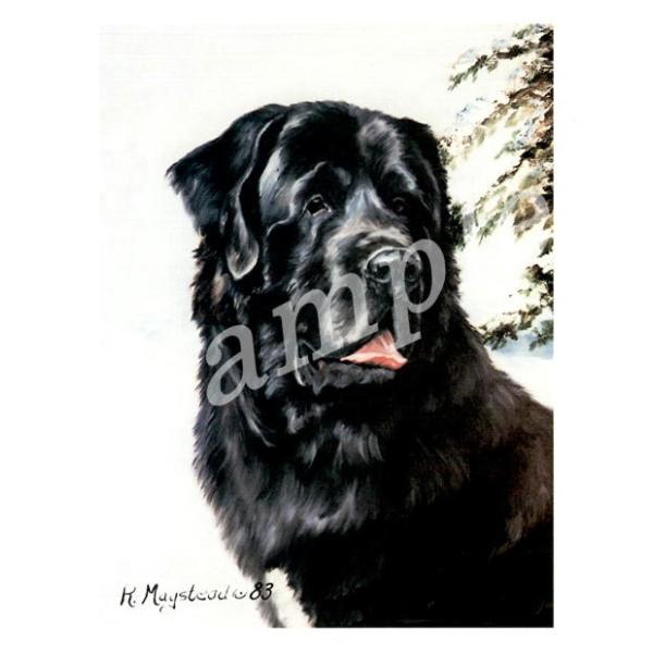 ݌Ɍ@O[eBOJ[h Ruth@j[t@hh@Black - Head Shot@AG݁@G݁@ObY