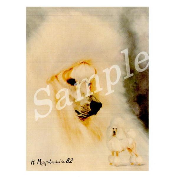 ݌Ɍ@O[eBOJ[h Ruth@v[h@White Head Shot@AG݁@G݁@ObY