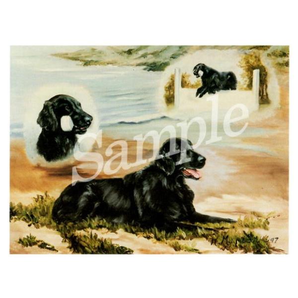 フラット・コーテッド・レトリバー グリーティングカード。愛犬家の方へのプレゼントに添えていただくのに最適です。額などに入れていただくと、素敵なインテリアとしてお楽しみいただけます。サイズ 　　約14センチ×10.5センチ内容量 　　カード１...