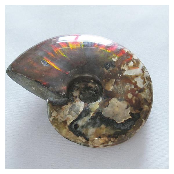 アンモナイト 約30cm 在庫限り】アンモナイト（化石）横穴 左回り/ブラックS | ・天然石