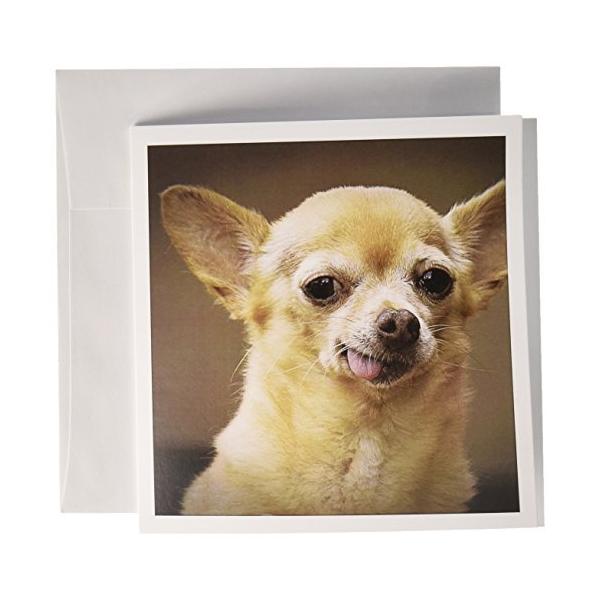 Danita Delimont 犬 チワワ犬 サンタフェ メキシコ まくるus32 Jmr0502 Julien Mcroberts Ys Gip 通販 Yahoo ショッピング