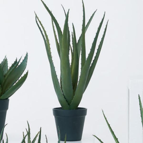 ϗtA tFCNO[  AG |bg Brown. uE AGx |bg 48