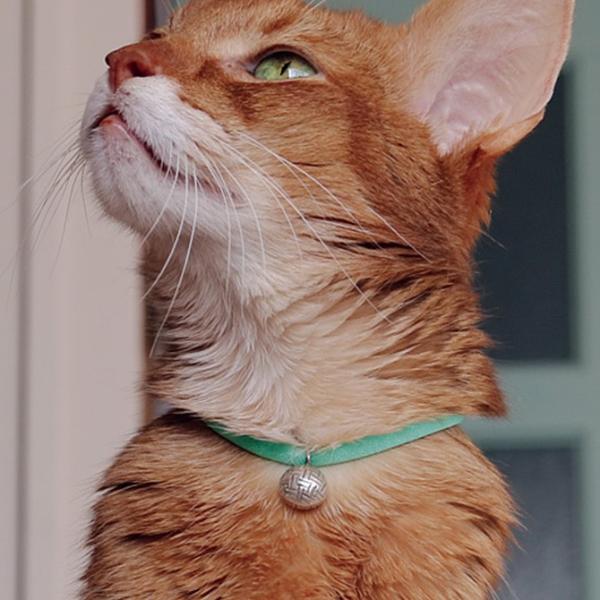 L    킢 L  necono lRm L̎ Luce Bell [`F x ^{[