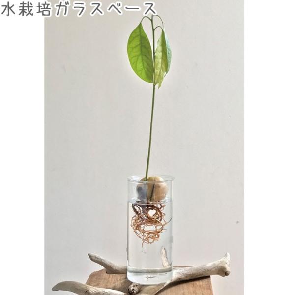球根 水栽培 ヒヤシンス 花瓶の人気商品・通販・価格比較 - 価格.com