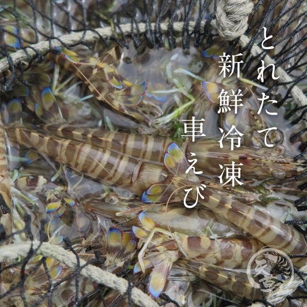 送料無料車海老加熱用お中元お祝い 匹数指定不可 250g 送料無料車海老加熱用急速冷凍冷凍車海老熊本県天草産活締め車えびえび