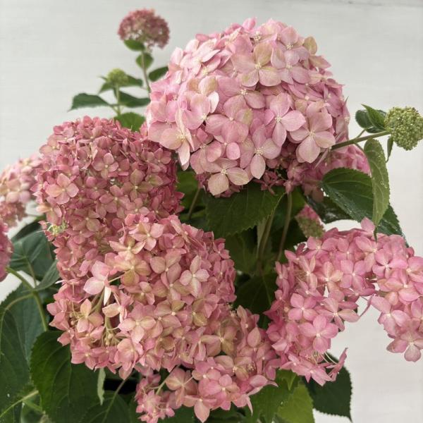 ○アジサイ○ ピンクアナベル アナベル アメリカあじさい 紫陽花 5号鉢