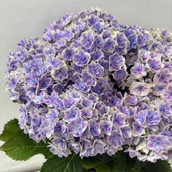 ○アジサイ○ プリンセスシャーロット あじさい 紫陽花 5号鉢 鉢植え
