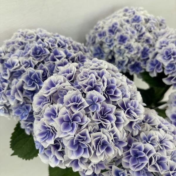 紫陽花⭐️風姿花伝２鉢⭐️ちづる1鉢 ○アジサイ○ 風姿花伝 あじさい 紫陽花 5号鉢 鉢植えアジサイ
