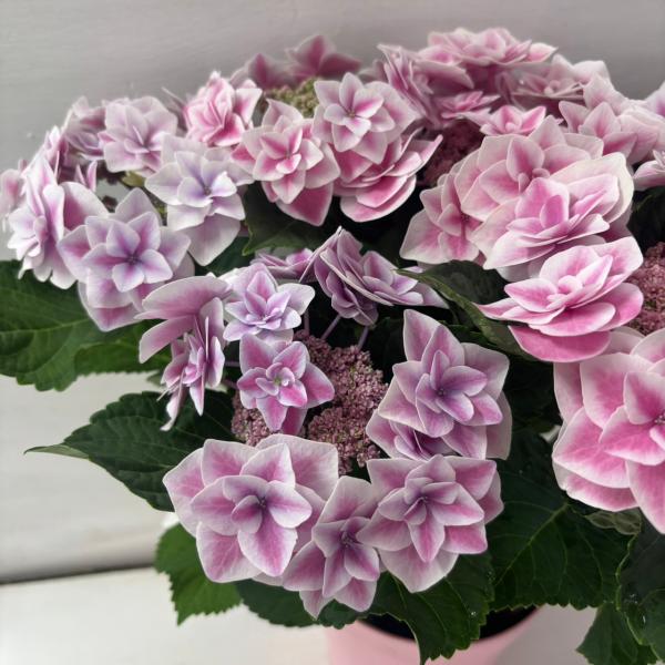 すべての商品 | 『八重・小町』 紫陽花 紫陽花様★専用商品★ | tef*tef* Garden sweet Junk | チャーム