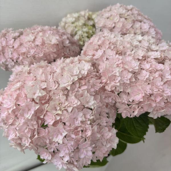 ○アジサイ○ サラン あじさい 紫陽花 5号鉢 鉢植えアジサイ