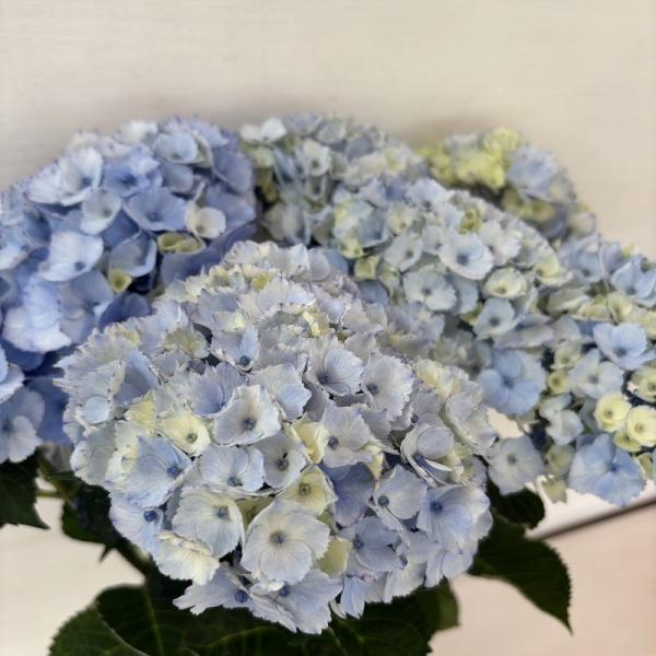 ○アジサイ○ ブルーマーブルソーダ あじさい 紫陽花 5号鉢 鉢植え