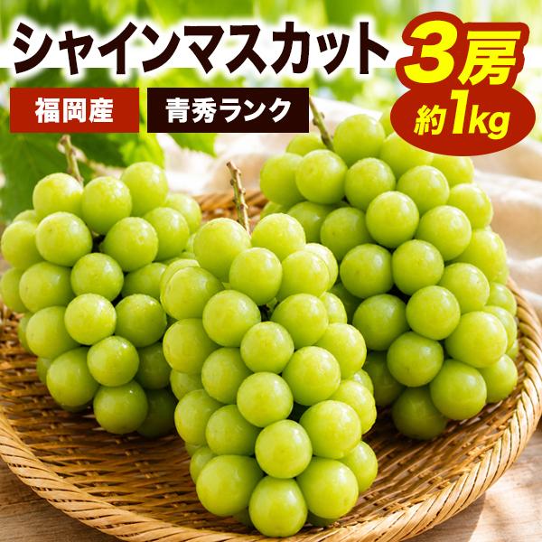 ※ご予約商品 3房 福岡八女産 シャインマスカット マスカット 青秀シャインマスカット お取り寄せシャインマスカット ごちそうマーケット 全国送料無料