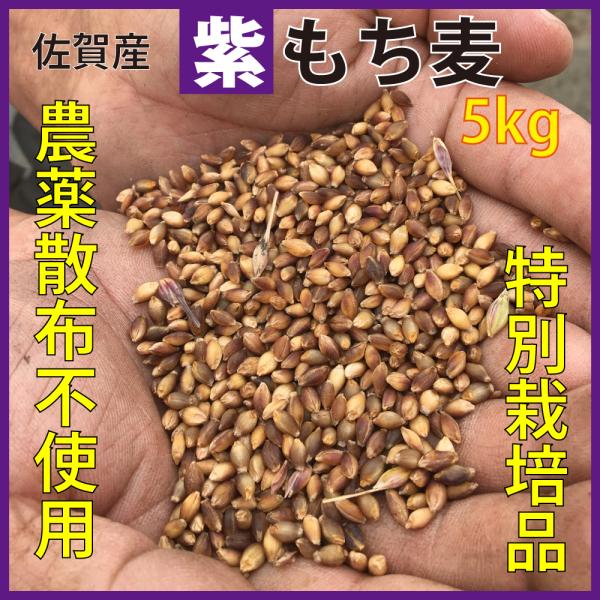 今テレビで話題沸騰のスーパーフードとも言えるもち麦。そんなもち麦にも品種がいくつかあります。店頭やネットで販売されている多くはアメリカ産やカナダ産ですが、当店は福岡県と佐賀県の間にある佐賀県鳥栖産の契約農家100％で提供させて頂いております...