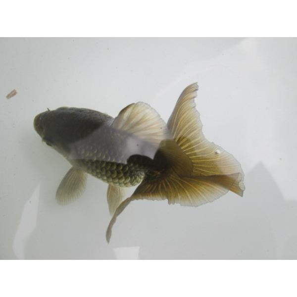 goldfish-ki_goldfish-167