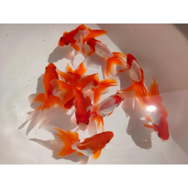 飯田産更紗琉金弐歳魚です。サイズは約7〜8センチほど。非常に綺麗な更紗で今後の成長が楽しみな子です！是非この機会に飼育してみては如何でしょう♪画像の金魚をランダムで発送致します。餌はおとひめEP0を与えています。※東北・北海道・沖縄への発送...