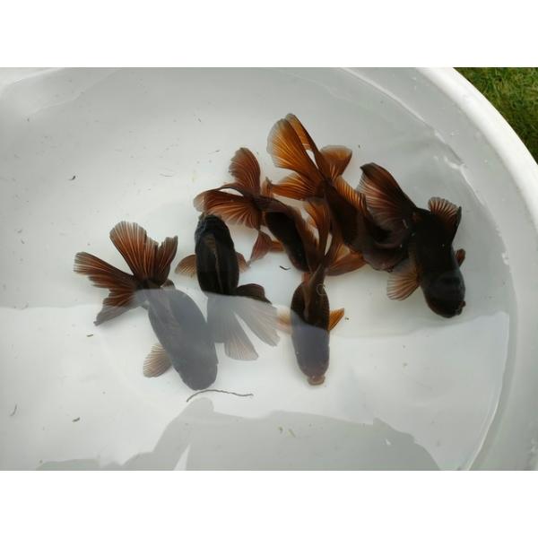 生体 黒オランダ 約8〜10センチ（1匹）オランダ/金魚/ローズ