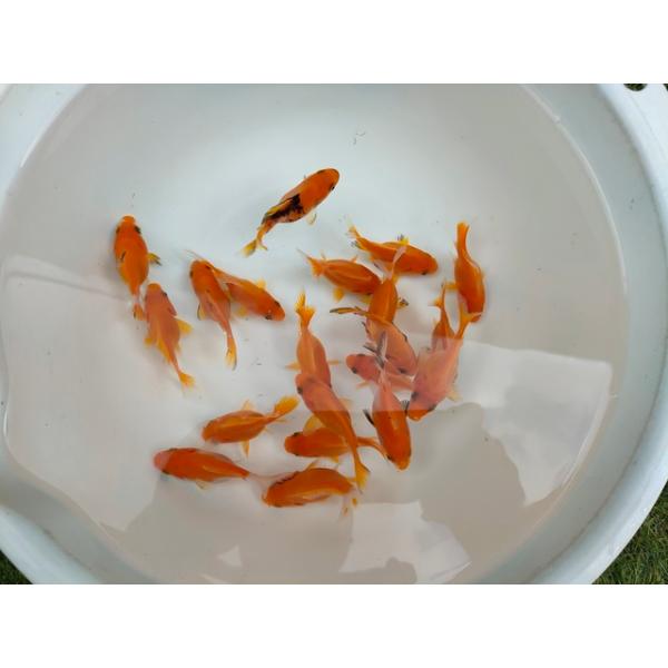 生体 イエロー玉黄金 当歳魚 約6センチ（1匹）玉サバ/金魚/福ダルマ/玉