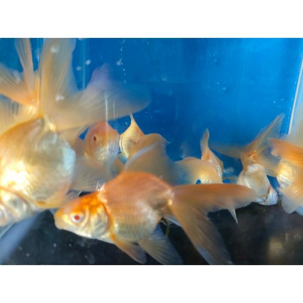 22匹金魚たち 金魚」をリアルに表現 | 滋賀ガイド！