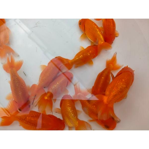 生体 加藤産らんちゅう 弐歳魚 約7センチ（1匹）らんちゅう/金魚/江戸 