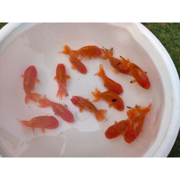 goldfish-ki_goldfish-291