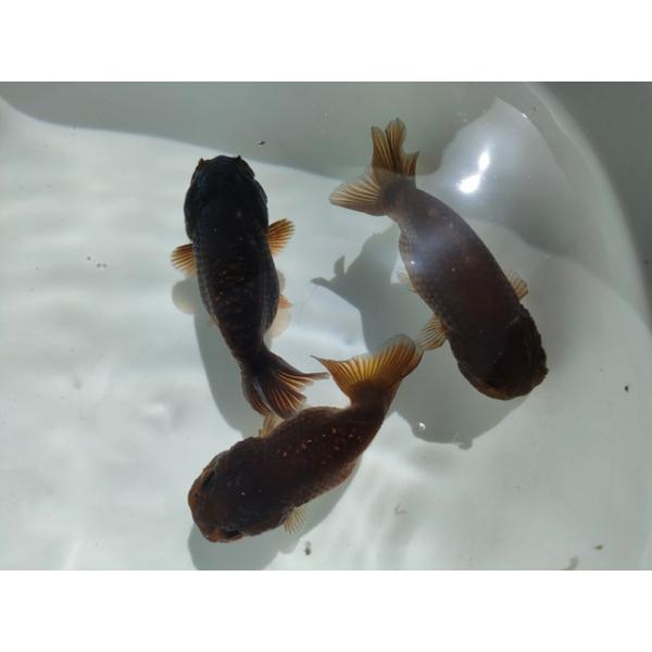 アクリル　アート 楽 もみじ ヘッドホン らんちゅう 縁起物 金魚 ランチュウ 金魚専門店ラックス | 中国産 もみじらんちゅう 13cm #goldfish