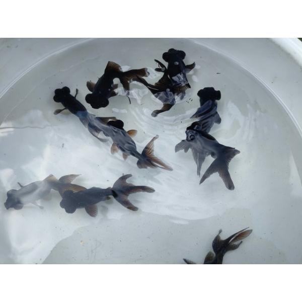 黒出目金二歳魚です。<br>サイズは約7〜8センチほど。<br>まだまだ今後の成長が楽しみな子たちです♪<br>餌はおとひめEP0を与えています。<br><br>※東北・北海道・沖...