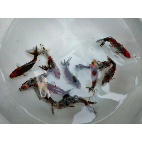 木下産キャリコ和金です。<br>サイズは約8〜9センチほど。<br>まだまだ今後の成長が楽しみな子たちです♪<br>餌はおとひめEP0を与えています。<br><br>※東北・北海道...