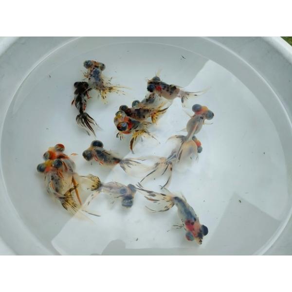 生体 飯田産 キャリコ出目 約7センチ（1匹）琉金/出目金/蝶尾/土佐錦/デメキン/金魚/きんぎょ/国産金魚【金魚小屋-希-福岡】