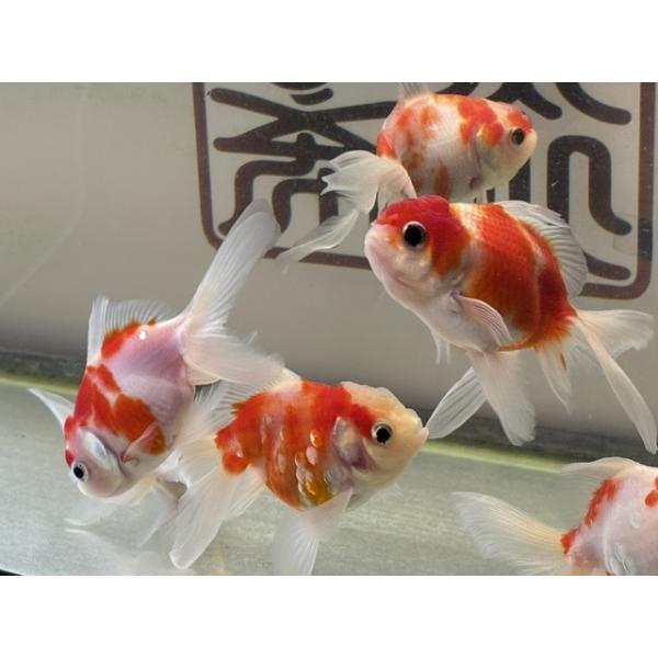 生体 志村産 桜東錦 約12〜13センチ（1匹）琉金/オランダ/オランダ獅子頭/桜錦/金魚/きんぎょ/国産金魚【金魚小屋-希-福岡】