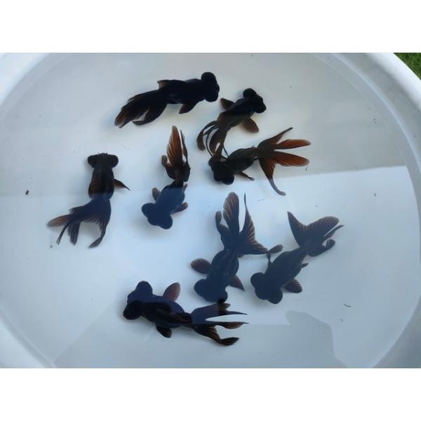生体 飯田産 黒出目 約7センチ（1匹）琉金/出目金/蝶尾/土佐錦/デメキン/金魚/きんぎょ/国産金魚【金魚小屋-希-福岡】