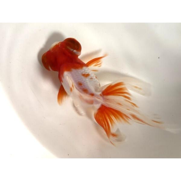 生体 弥富産 デメキン(出目金)a 約13センチ（1匹）琉金/なおちん/蝶尾/土佐錦/デメキン/金魚/きんぎょ/国産金魚【金魚小屋-希-福岡】