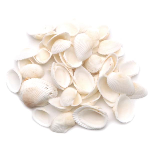 ハンドメイド作品や、工作、工芸の材料に。インテリアやディスプレイにも。■約30gでのお届けになります。■サイズ2-3cm前後 ※天然の貝ですのでサイズに個体差がございます。貝殻のおおよその目安の数：15個前後※個数は前後します。■備考※こち...